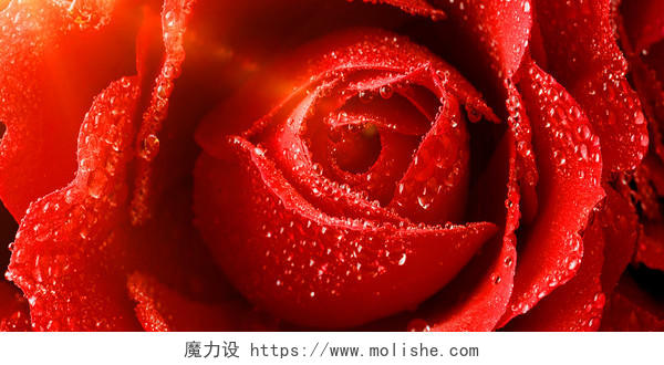 红色玫瑰花鲜花花园花朵花瓣情人节背景情人节玫瑰花